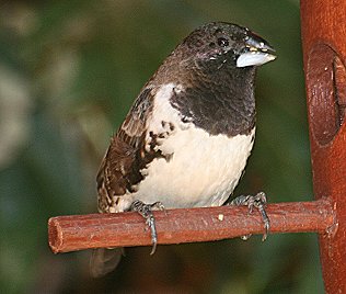 Kleinelsterchen, Lonchura cucullata scutata